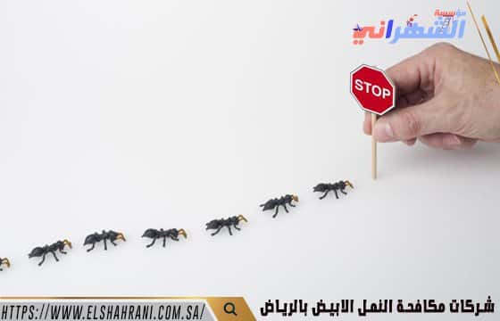 شركات مكافحة النمل الابيض بالرياض